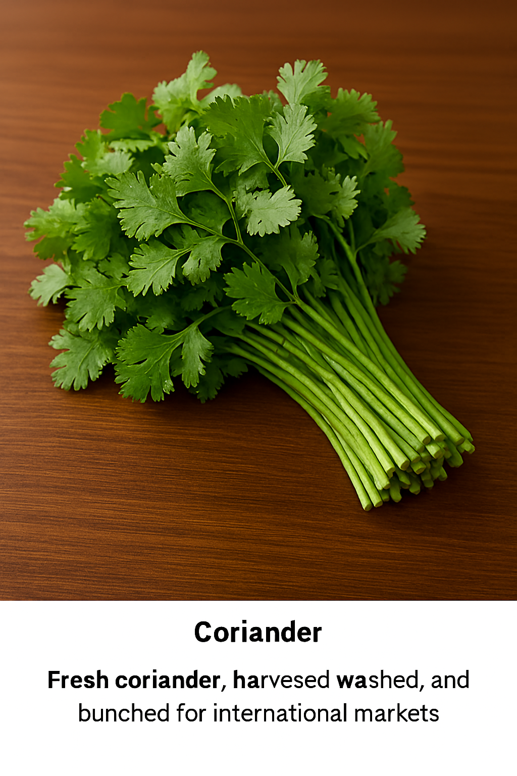 Coriander